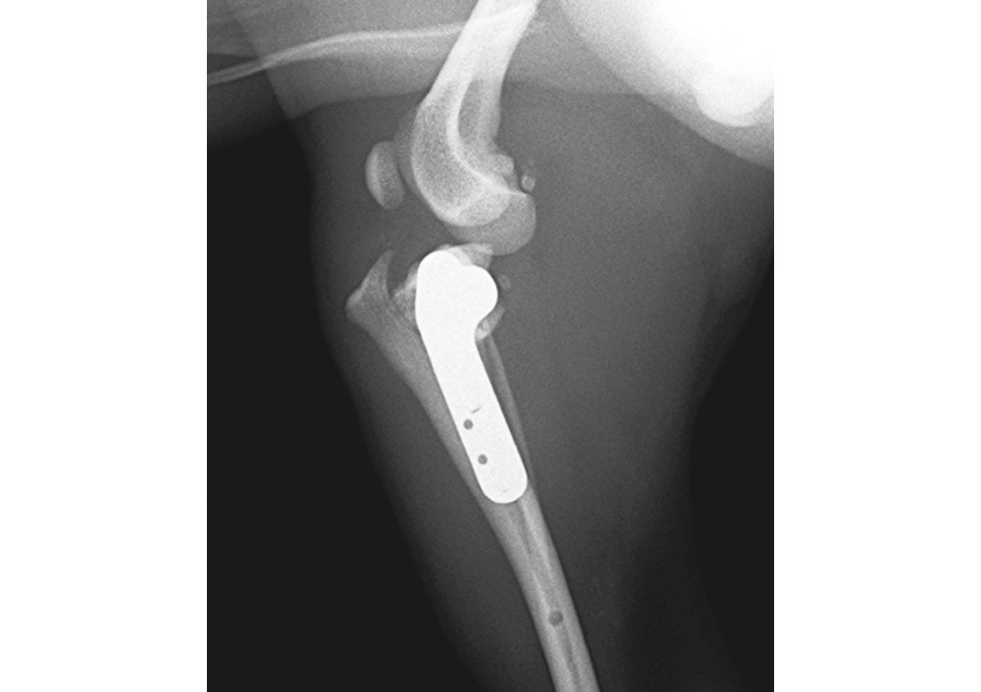 前十字靱帯断裂に対するTPLO手術